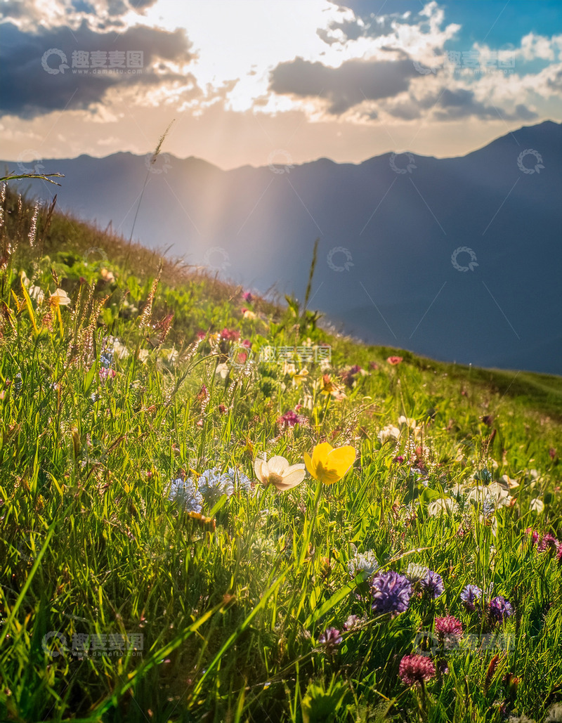 高清大图下载【趣麦麦图】夕阳下繁花盛开的山坡