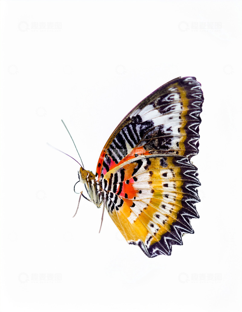 高清大图下载【趣麦麦图】橙黑花纹蝶独立白色背景
