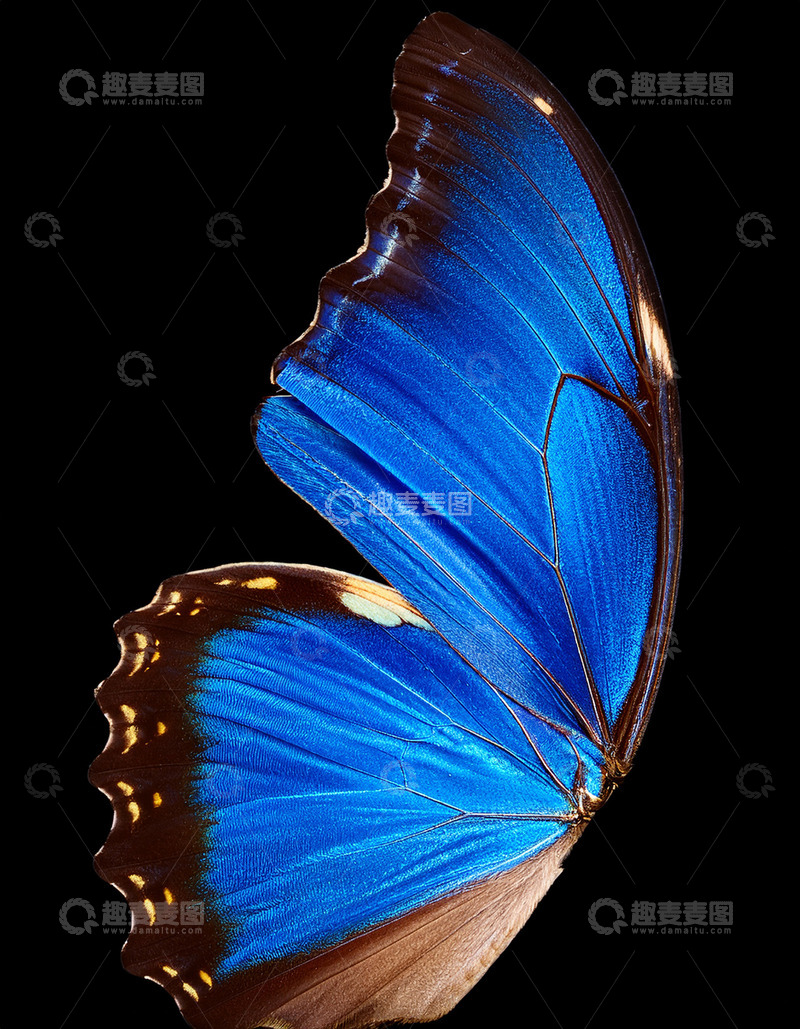 高清大图下载【趣麦麦图】蓝紫闪蝶单翅展示画面