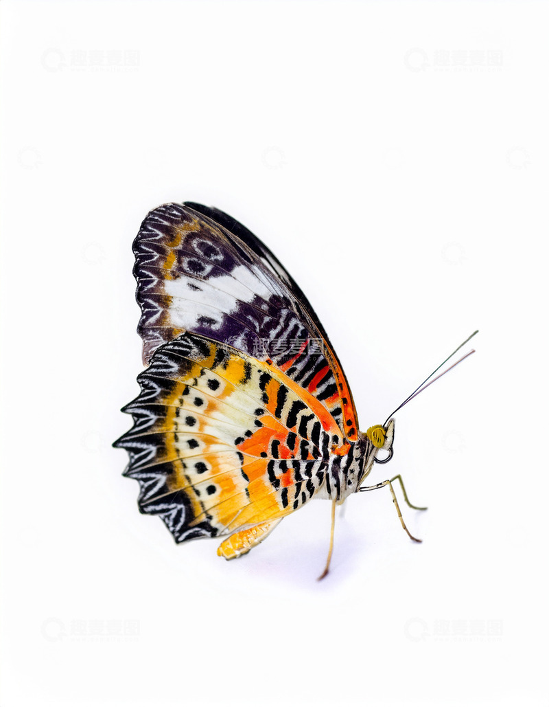 高清大图下载【趣麦麦图】橙黑纹蝶展示斑斓翅膀
