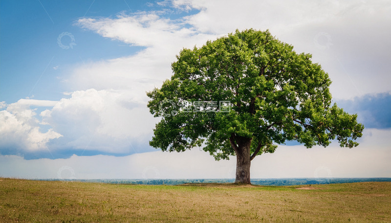 高清大图下载【趣麦麦图】旷野中独立的繁茂大树