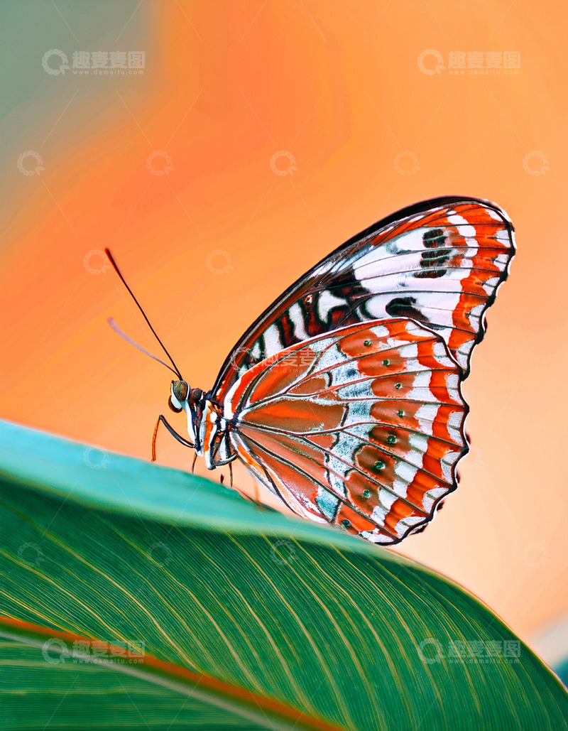 高清大图下载【趣麦麦图】橙白花纹蝶静卧绿叶
