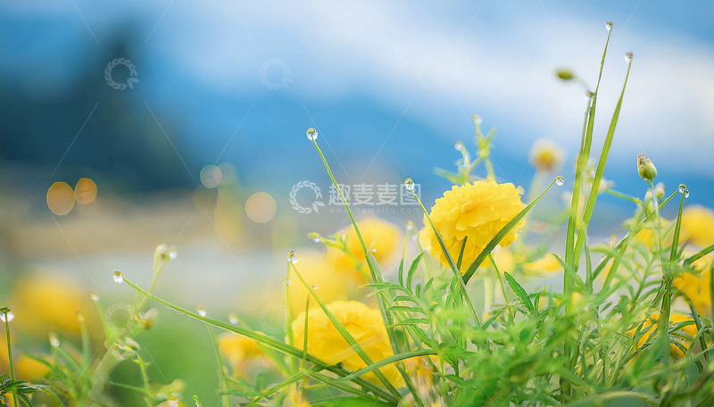 高清大图下载【趣麦麦图】带露珠的明艳黄色小花