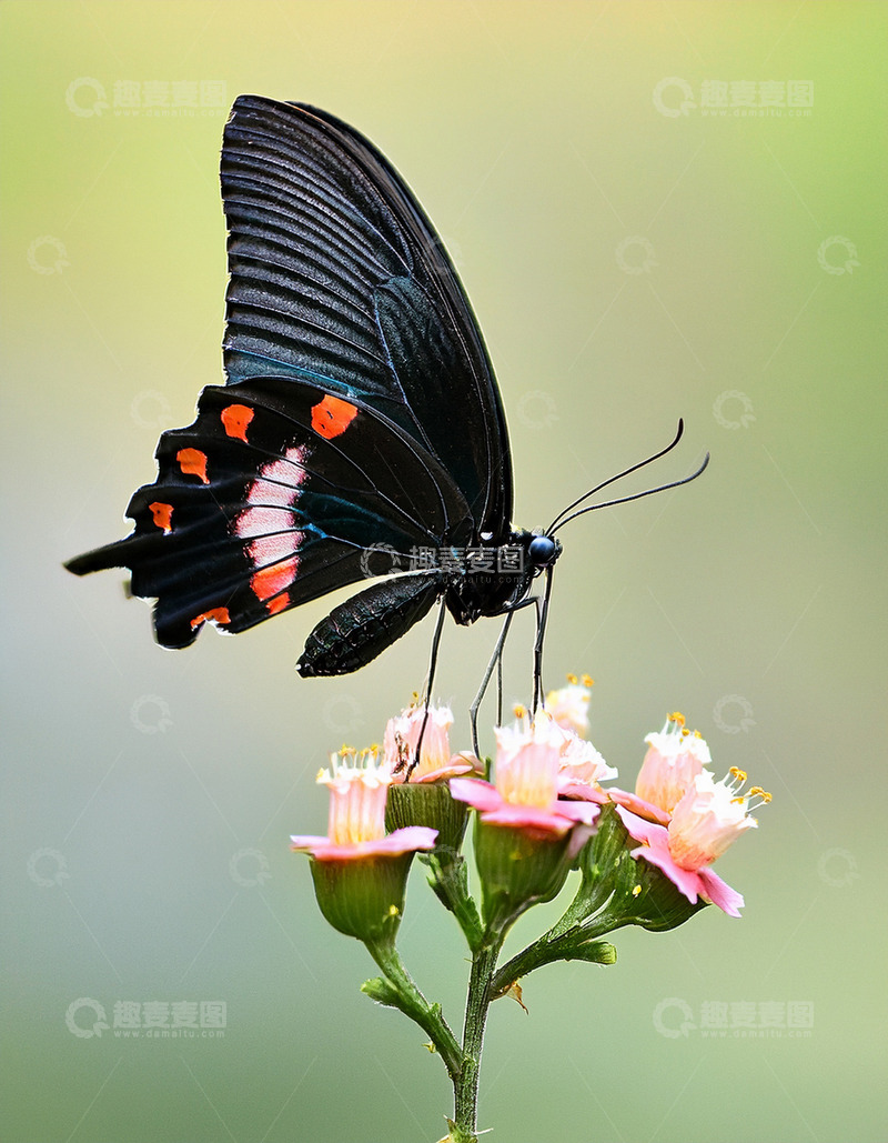 高清大图下载【趣麦麦图】黑红凤蝶停歇粉色花丛
