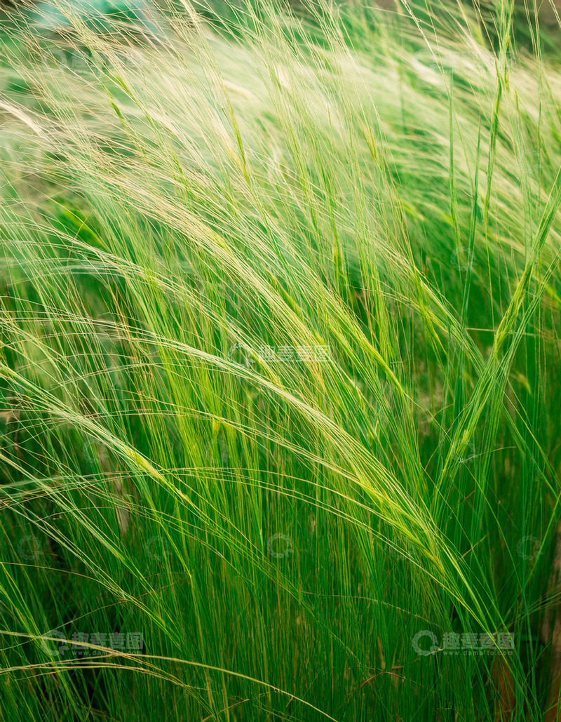 高清大图下载【趣麦麦图】风中舞动的翠绿草叶