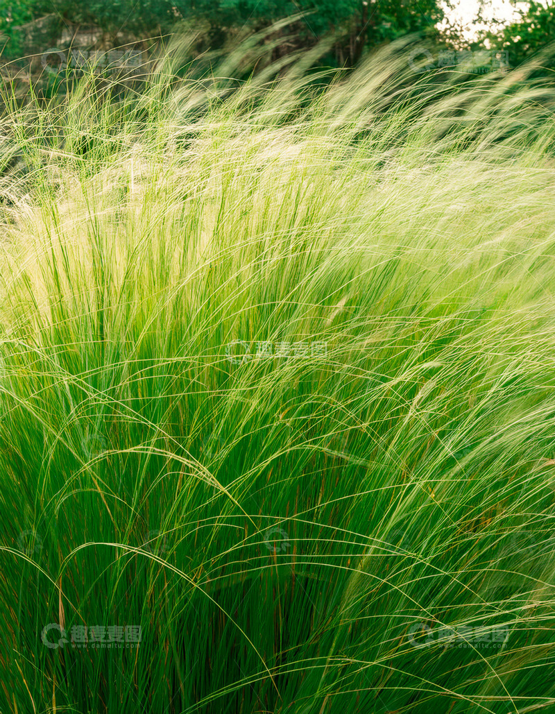 高清大图下载【趣麦麦图】光影下舞动的绿色草叶