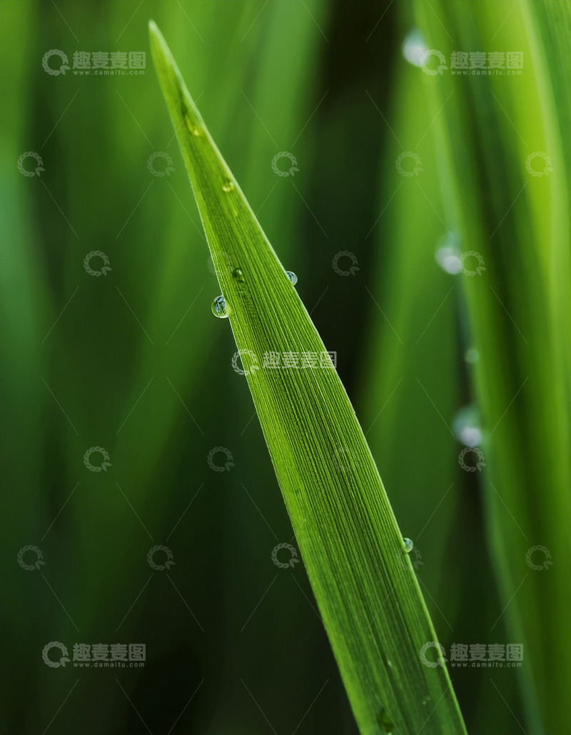 高清大图下载【趣麦麦图】草叶上晶莹的清晨露珠户外微观生态