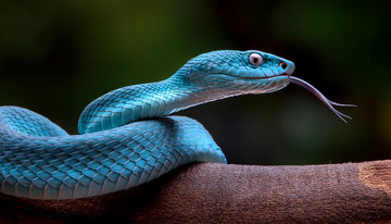 树枝上吐信的蓝色毒蛇