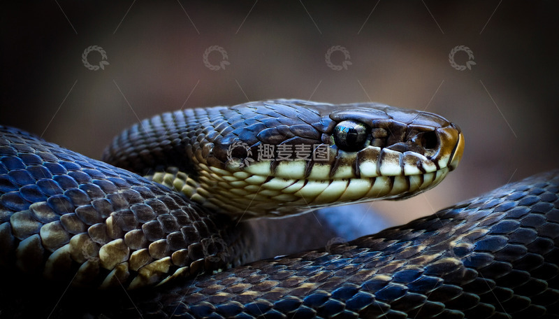 高清大图下载【趣麦麦图】黑纹蛇的静谧盘绕特写
