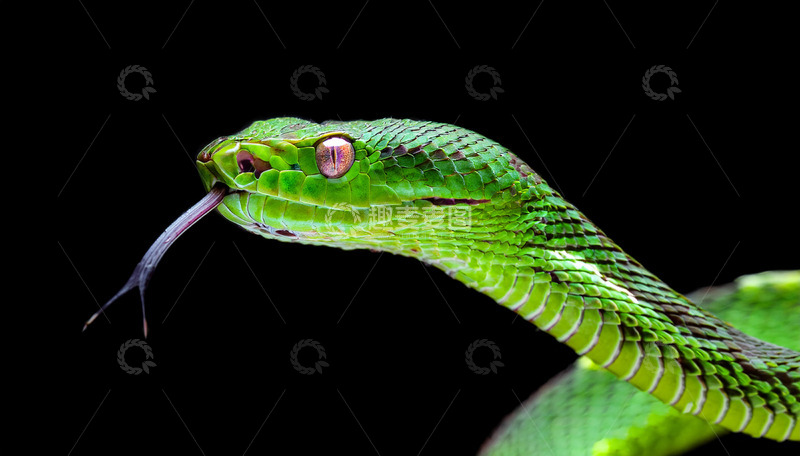 高清大图下载【趣麦麦图】绿蛇吐信的特写瞬间