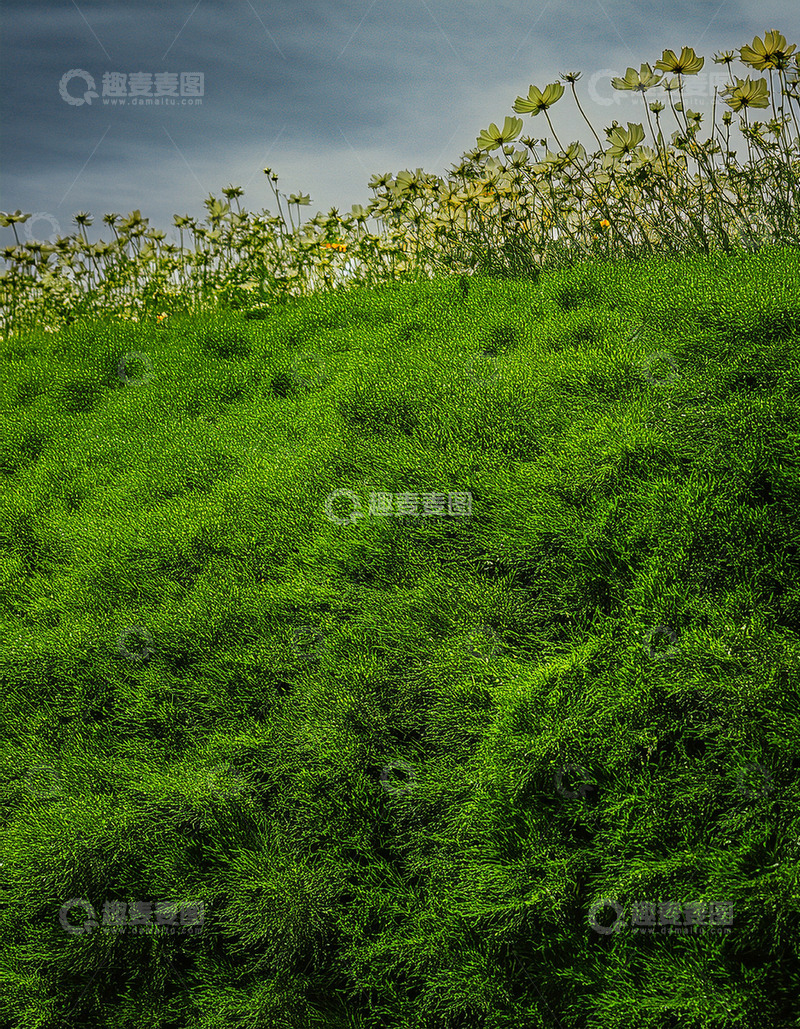 高清大图下载【趣麦麦图】绿植覆盖的斜坡与野花