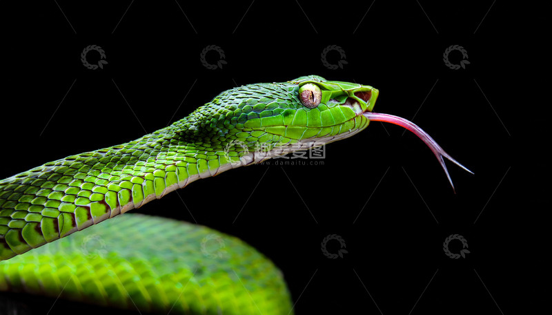 高清大图下载【趣麦麦图】绿蛇特写之吐信瞬间