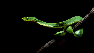 树枝上伸展的绿色毒蛇