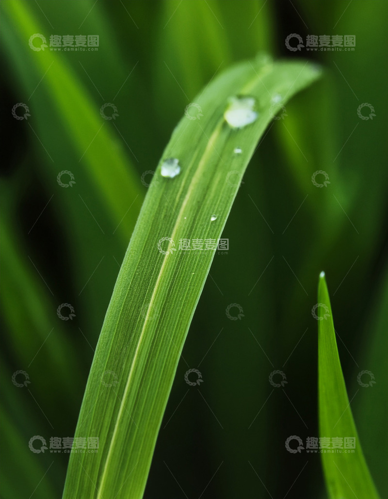 高清大图下载【趣麦麦图】翠叶上闪烁的剔透水珠生态清新户外