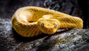 黄斑蛇于岩石上的盘踞