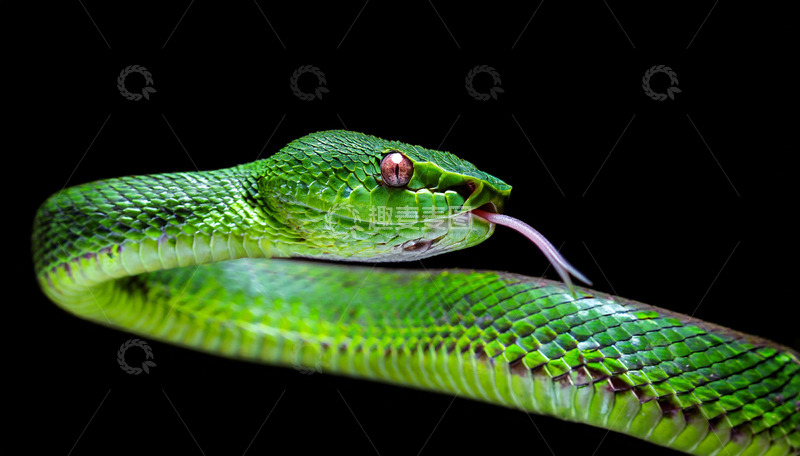 高清大图下载【趣麦麦图】绿蛇伸舌的生动姿态