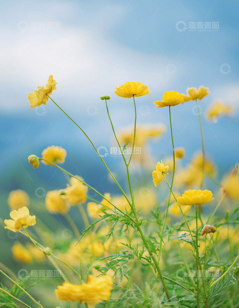 高清大图下载【趣麦麦图】蓝天背景下的明黄小花丛