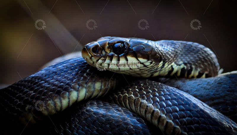 高清大图下载【趣麦麦图】黑纹蛇的优雅盘绕之姿