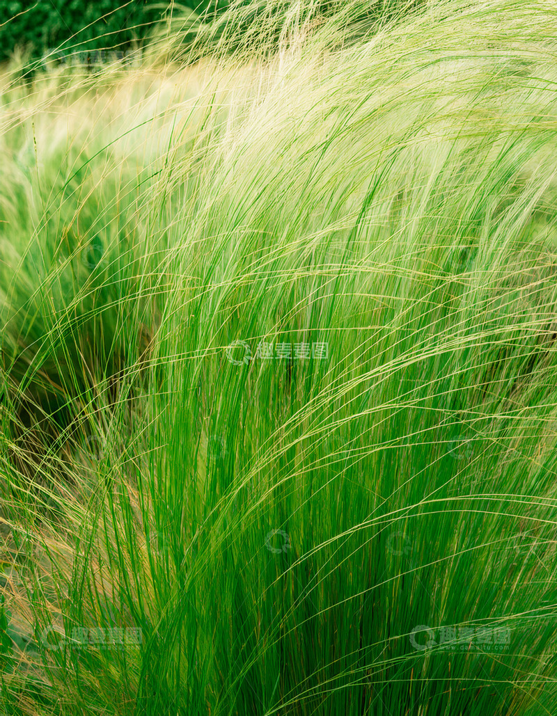 高清大图下载【趣麦麦图】微风中摇曳的翠绿草丛