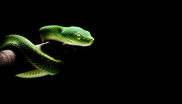 黑背景中绿蛇的警觉姿态