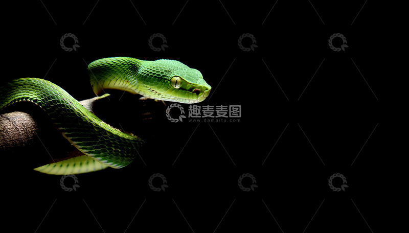 高清大图下载【趣麦麦图】黑背景中绿蛇的警觉姿态