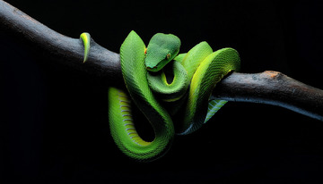 树枝上蜷曲的翠绿毒蛇