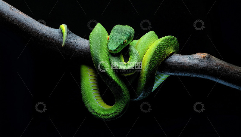 高清大图下载【趣麦麦图】树枝上蜷曲的翠绿毒蛇