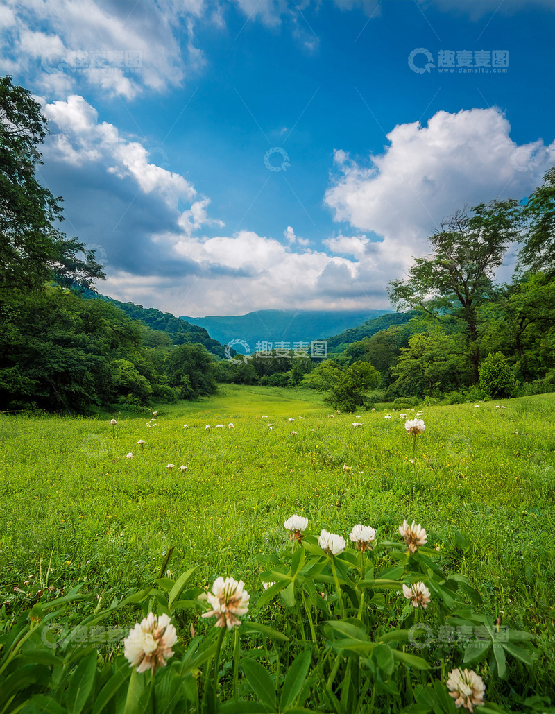 高清大图下载【趣麦麦图】山谷中绽放白花的草地