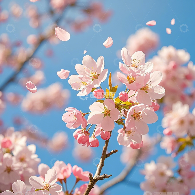 高清大图下载【趣麦麦图】春天粉色樱花特写