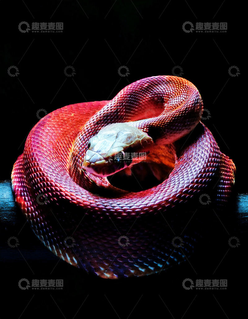 高清大图下载【趣麦麦图】红蟒黑背景中的蜷曲姿态