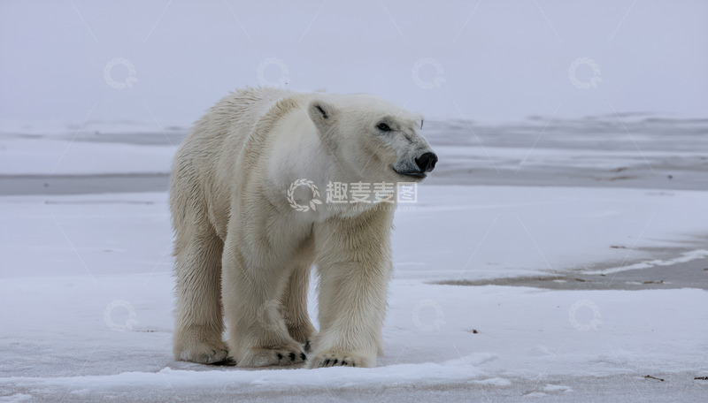 高清大图下载【趣麦麦图】北极熊雪地中独行眺望
