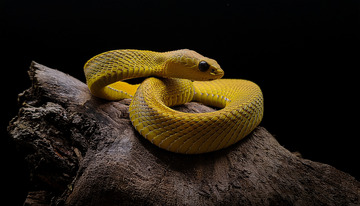 黄蛇在枯木上的盘绕造型