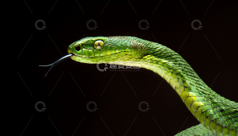 高清大图下载【趣麦麦图】绿蛇吐信的特写瞬间姿态