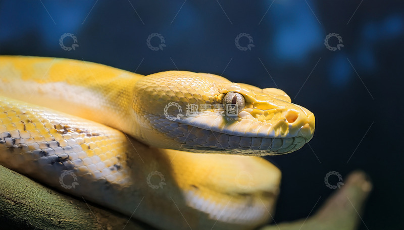高清大图下载【趣麦麦图】黄金蟒的优雅休憩神情