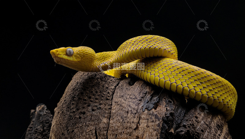 高清大图下载【趣麦麦图】黄蛇于枯木上的警觉姿态
