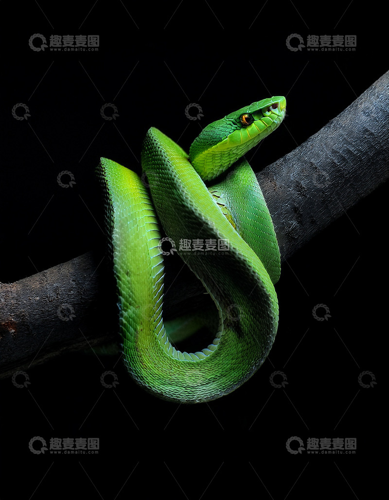 高清大图下载【趣麦麦图】绿曼巴蛇树枝上的警觉盘踞