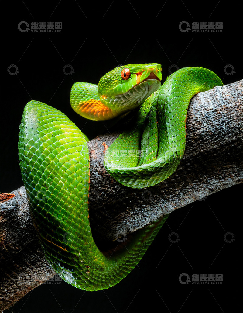 高清大图下载【趣麦麦图】绿蝰蛇于枝头的守护姿态