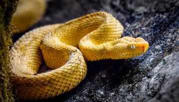 黄斑蛇在石上的守护姿态