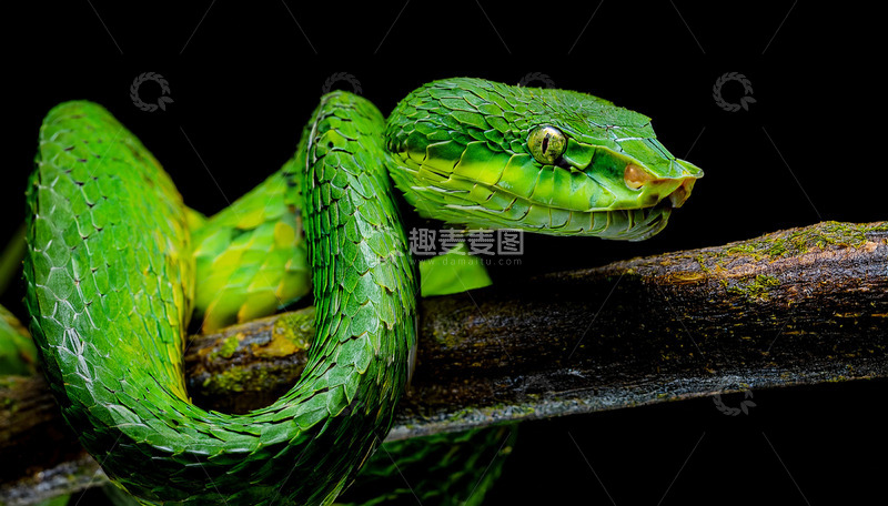 高清大图下载【趣麦麦图】绿蛇于枝头的警觉眺望