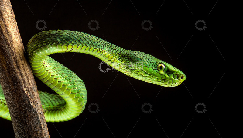 高清大图下载【趣麦麦图】绿蛇在树枝上的警觉探身