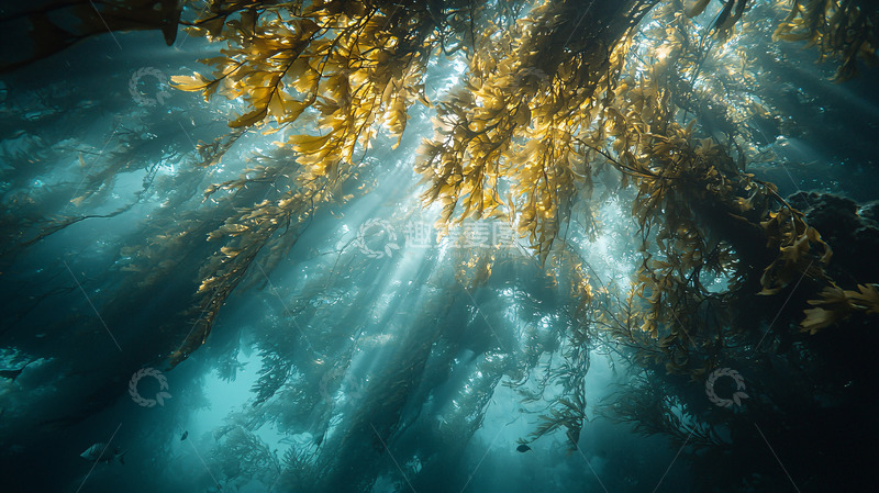 高清大图下载【趣麦麦图】海底光线透过海藻