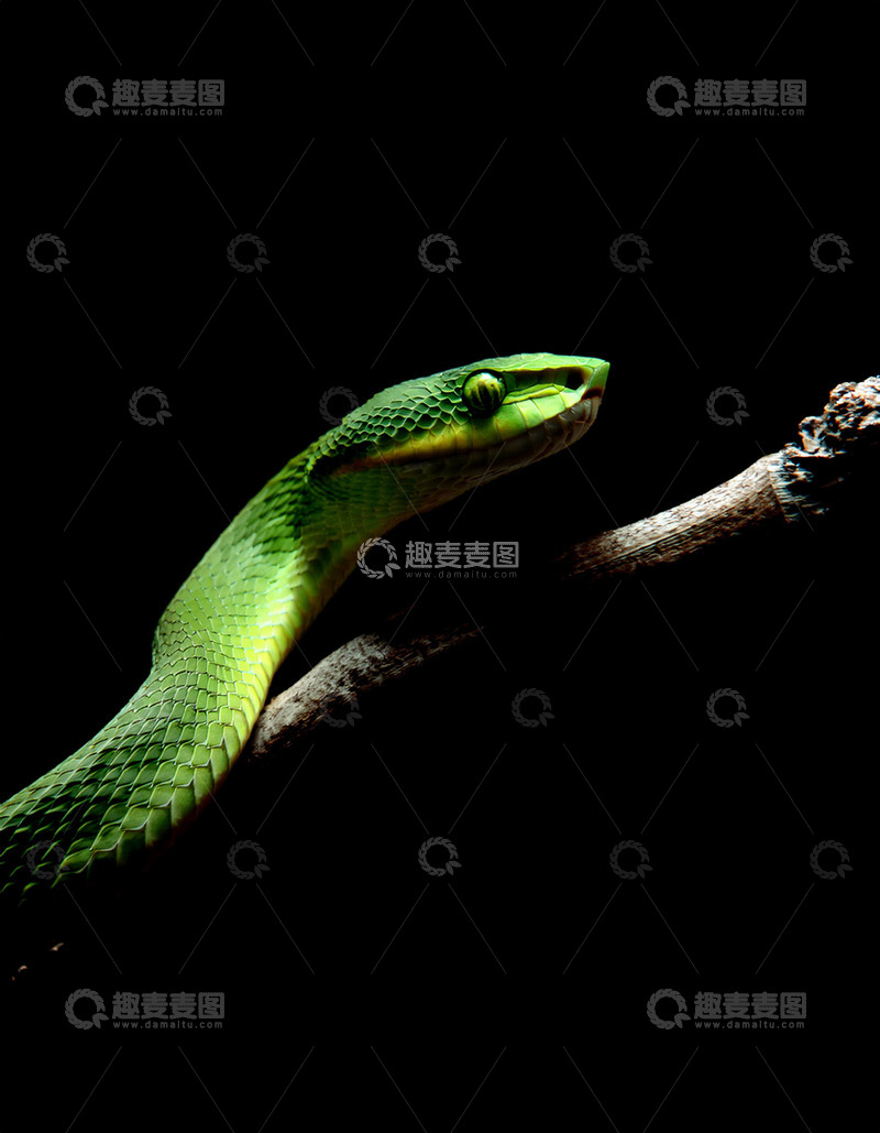高清大图下载【趣麦麦图】绿曼巴蛇在枝头的静候姿态