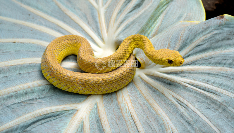 高清大图下载【趣麦麦图】黄蛇在大叶上的蜷曲休憩