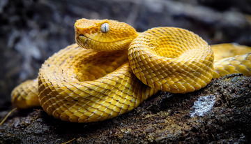 岩石上蜷曲的黄斑毒蛇