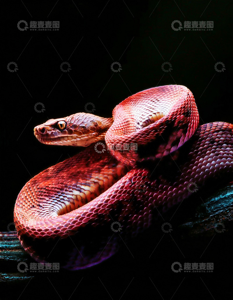高清大图下载【趣麦麦图】红蟒于黑枝上的蜷曲姿态