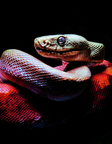 红蟒黑背景下的休憩模样