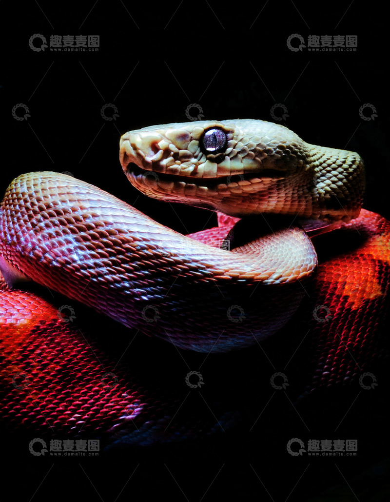 高清大图下载【趣麦麦图】红蟒黑背景下的休憩模样