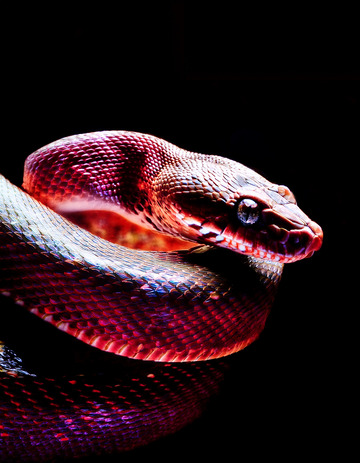 红蟒在黑背景下的盘绕