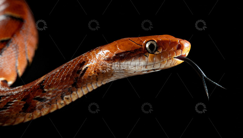 高清大图下载【趣麦麦图】棕红蛇吐信的特写镜头