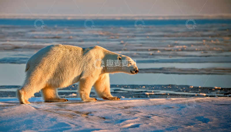高清大图下载【趣麦麦图】北极熊冰原上行走张望